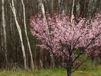 38706CrLe - Magnolia and Birches on Harwood Avenue.JPG